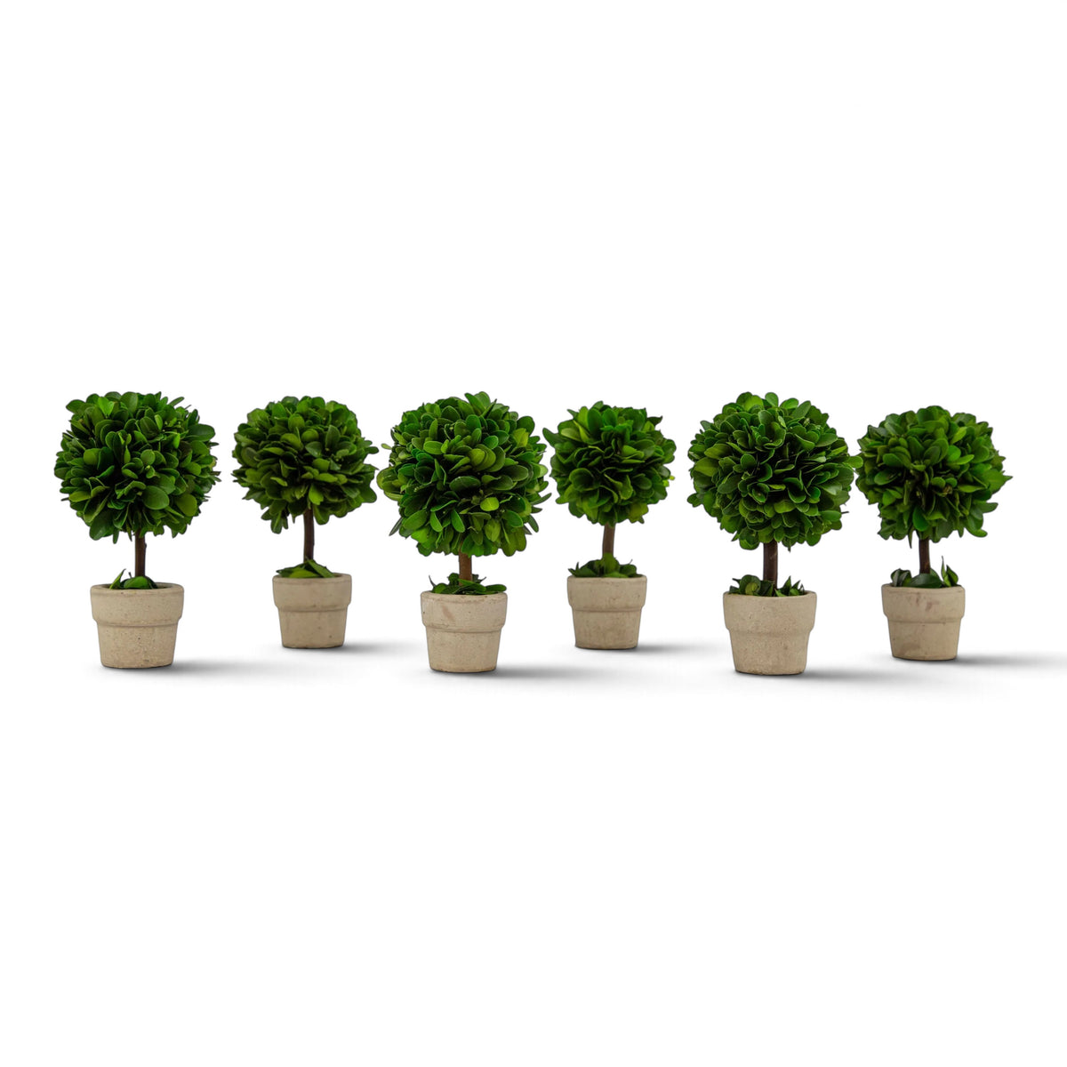 Set of six small preserved boxwood ball topiaries