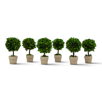 Set of six small preserved boxwood ball topiaries