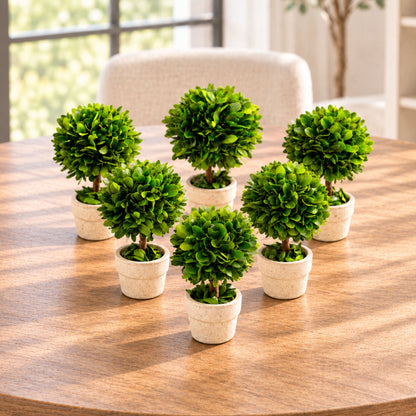 Six small real preserved green boxwood topiary trees in textured off-white pots, arranged on a round wooden dining table in a bright, modern room.