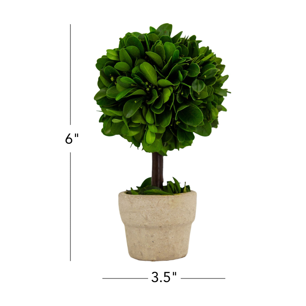 6" Preserved Boxwood Ball Topiary, 6Pk