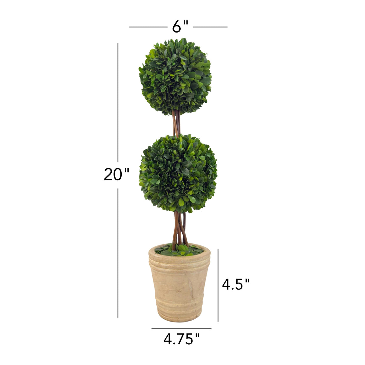 20" Preserved Double-Ball Boxwood Topiary