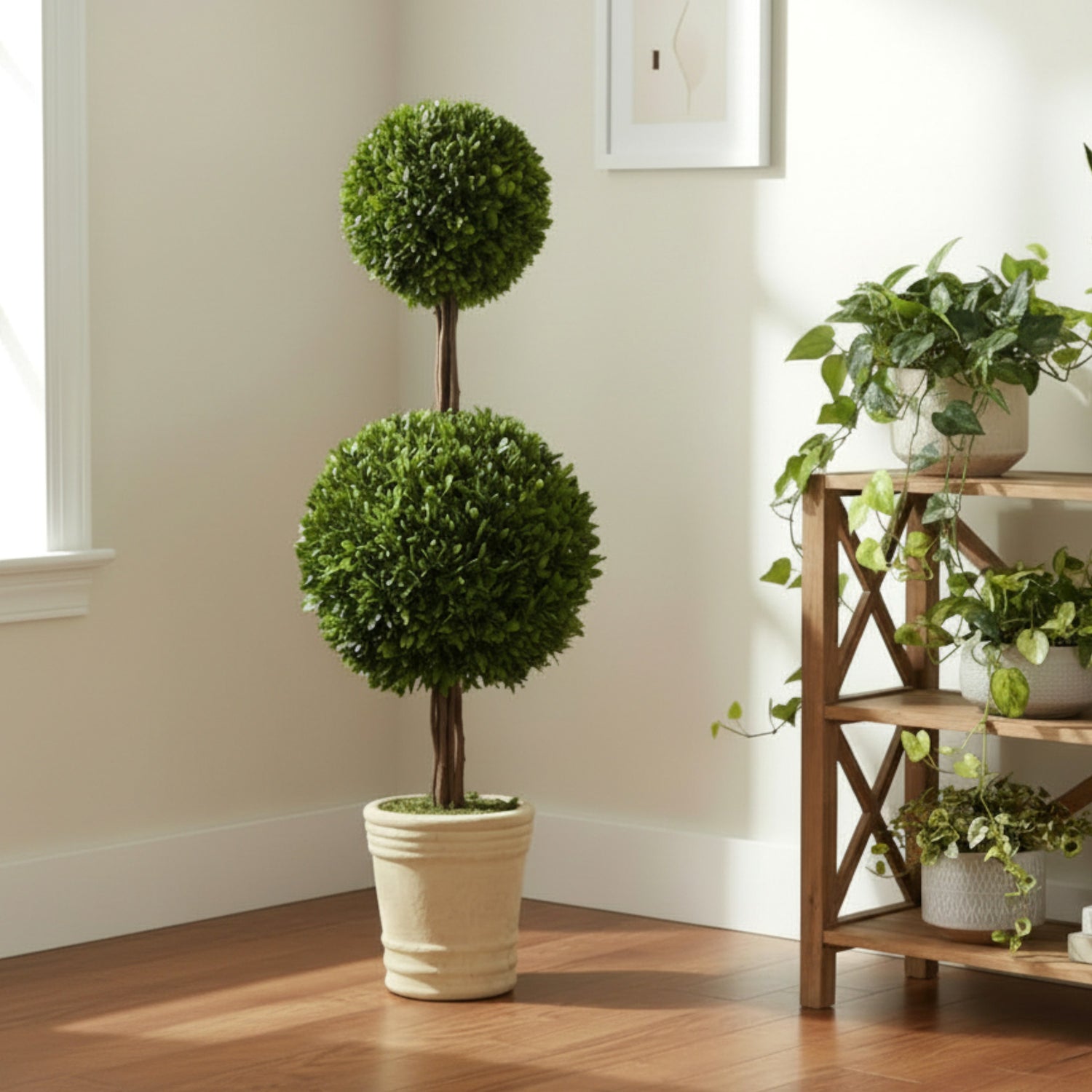 36" Preserved Double-Ball Boxwood Topiary