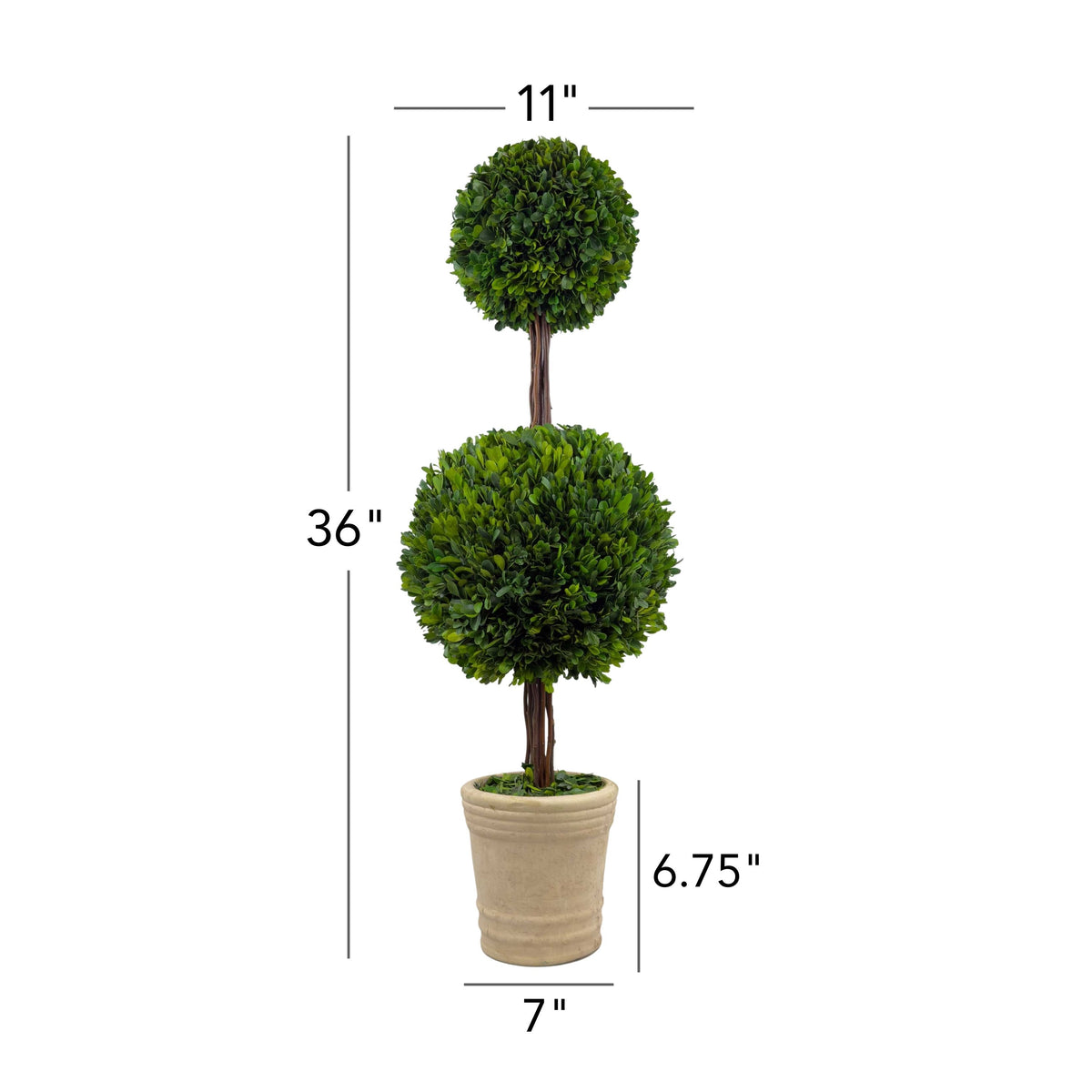 36" Preserved Double-Ball Boxwood Topiary