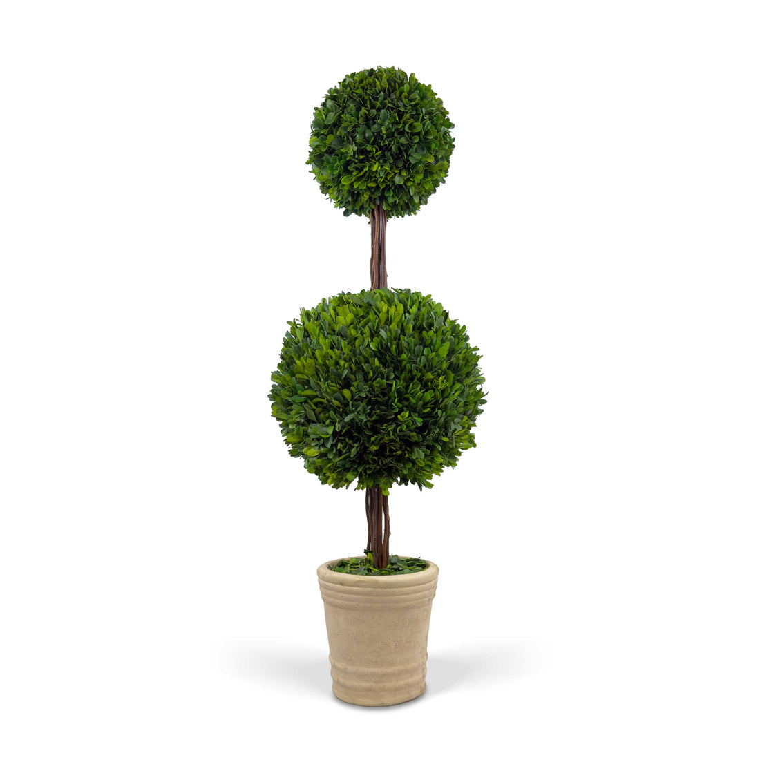 36" Preserved Double-Ball Boxwood Topiary