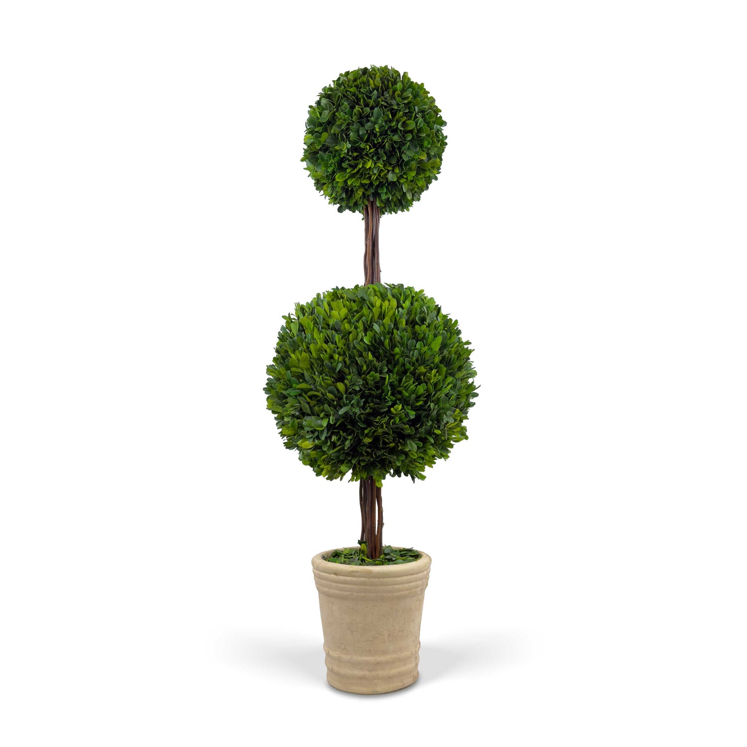 36" Preserved Double-Ball Boxwood Topiary