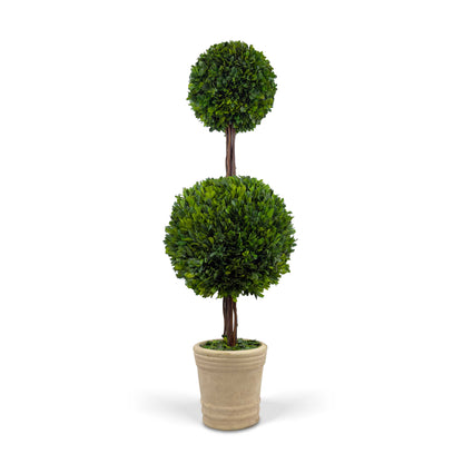 36" Preserved Double-Ball Boxwood Topiary