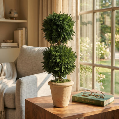 16" Preserved Double-Ball Cypress Topiary