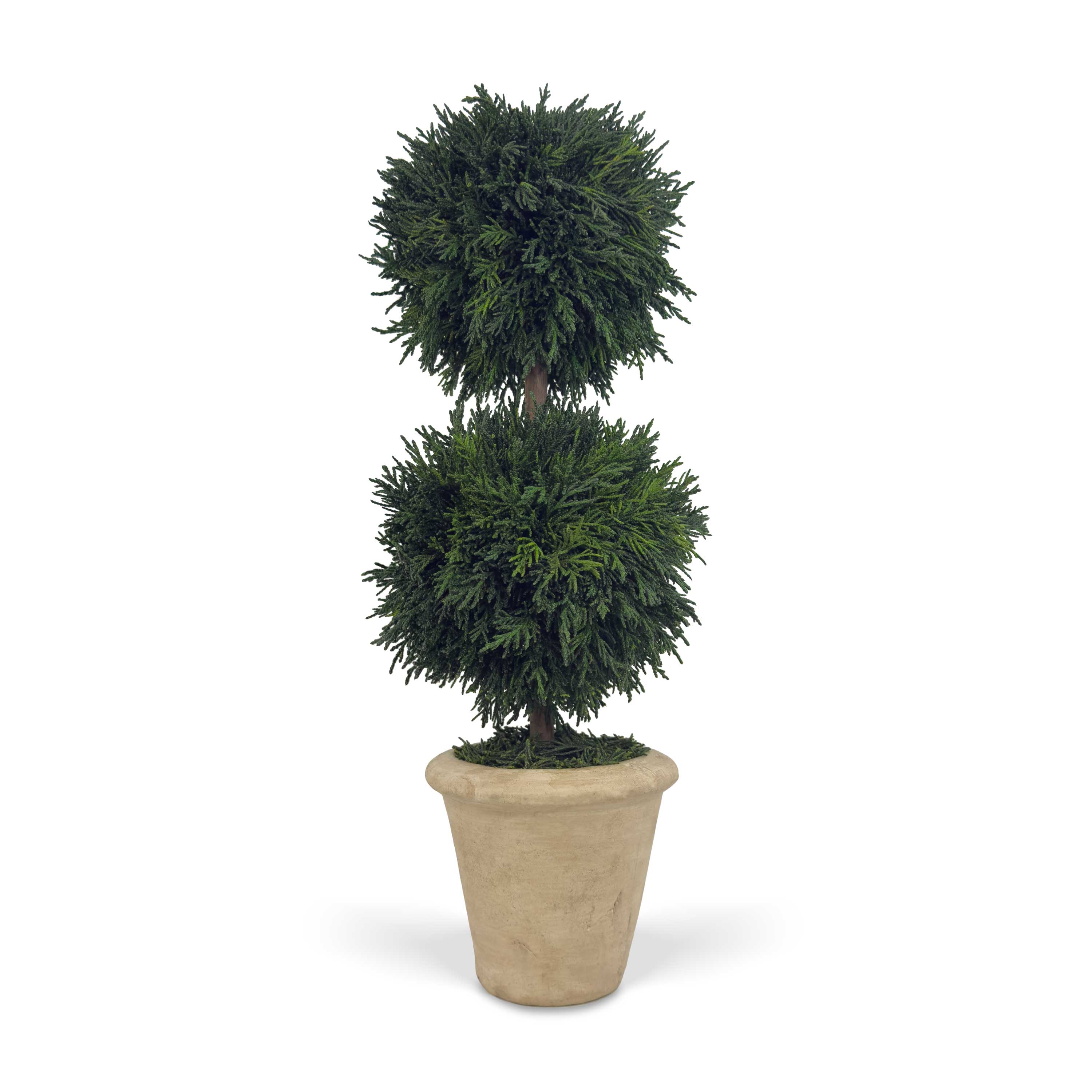 16" Preserved Double-Ball Cypress Topiary