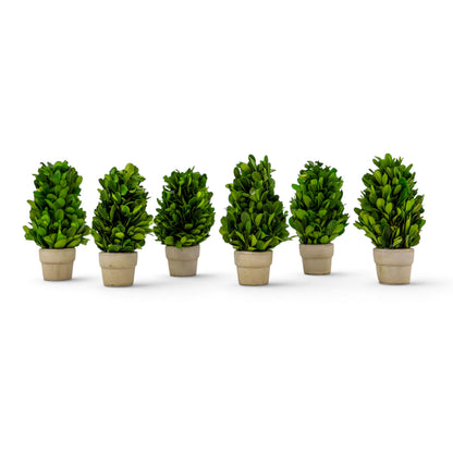 6" Preserved Boxwood Cone Topiary, 6Pk