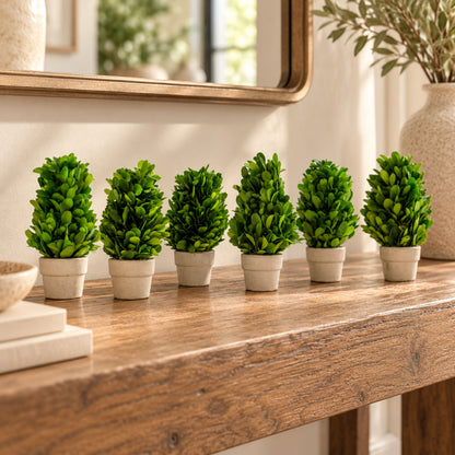 6" Preserved Boxwood Cone Topiary, 6Pk