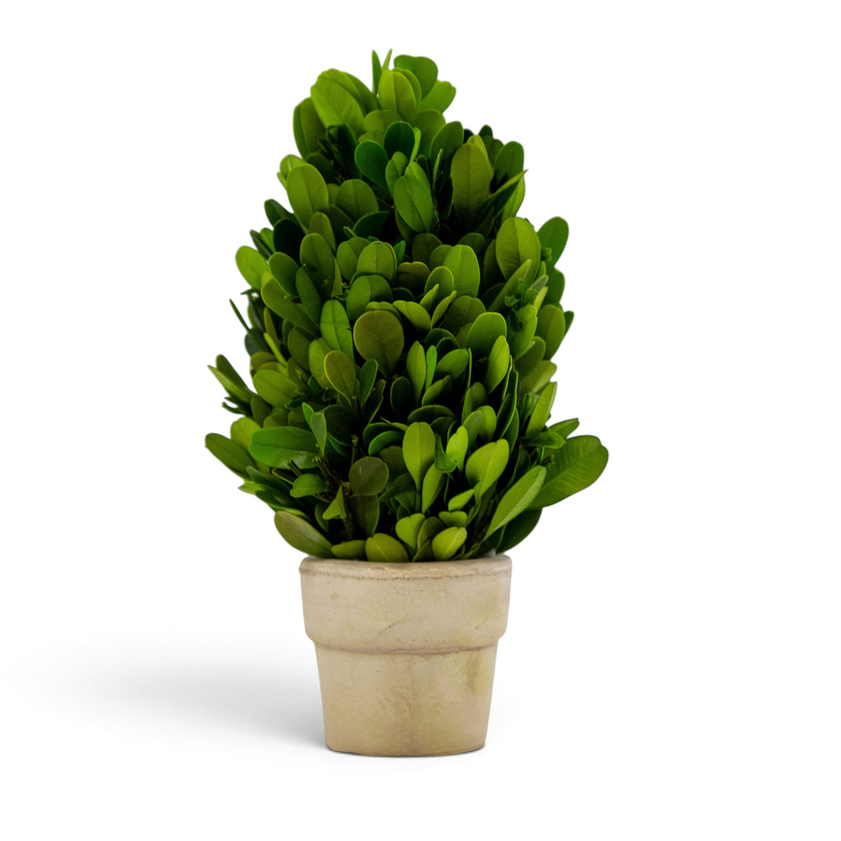 6" Preserved Boxwood Cone Topiary, 6Pk