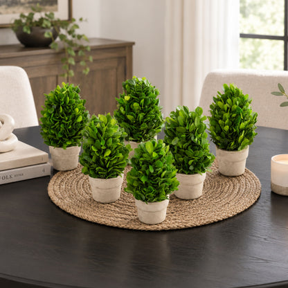 6" Preserved Boxwood Cone Topiary, 6Pk