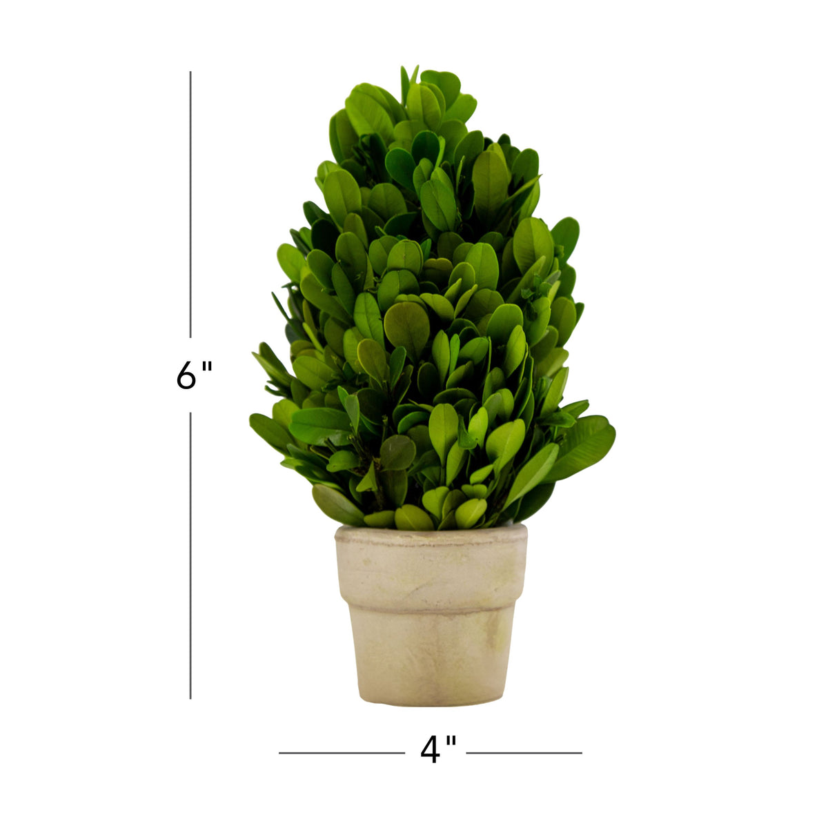 6" Preserved Boxwood Cone Topiary, 6Pk