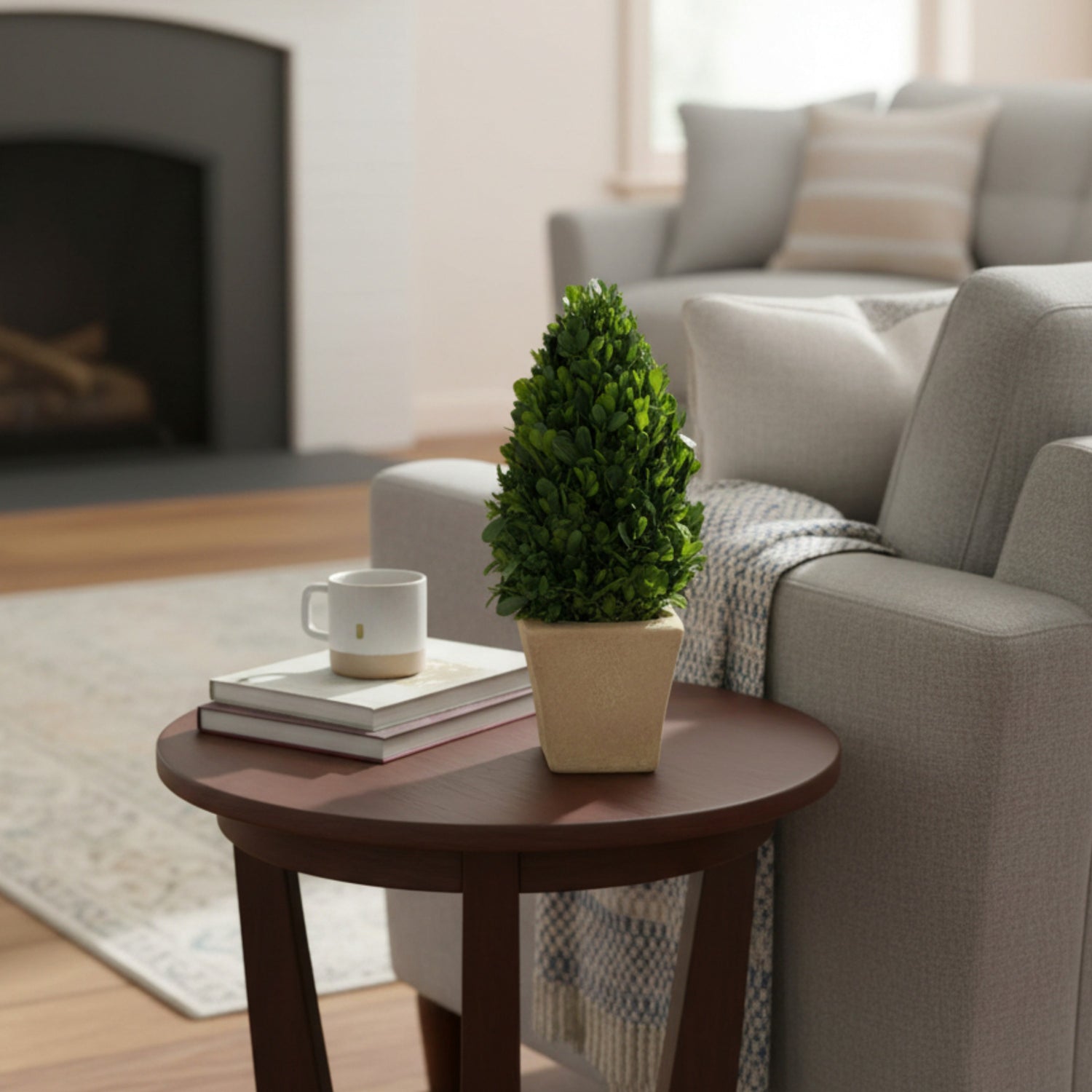 12" Preserved Cone-shaped Boxwood Topiary