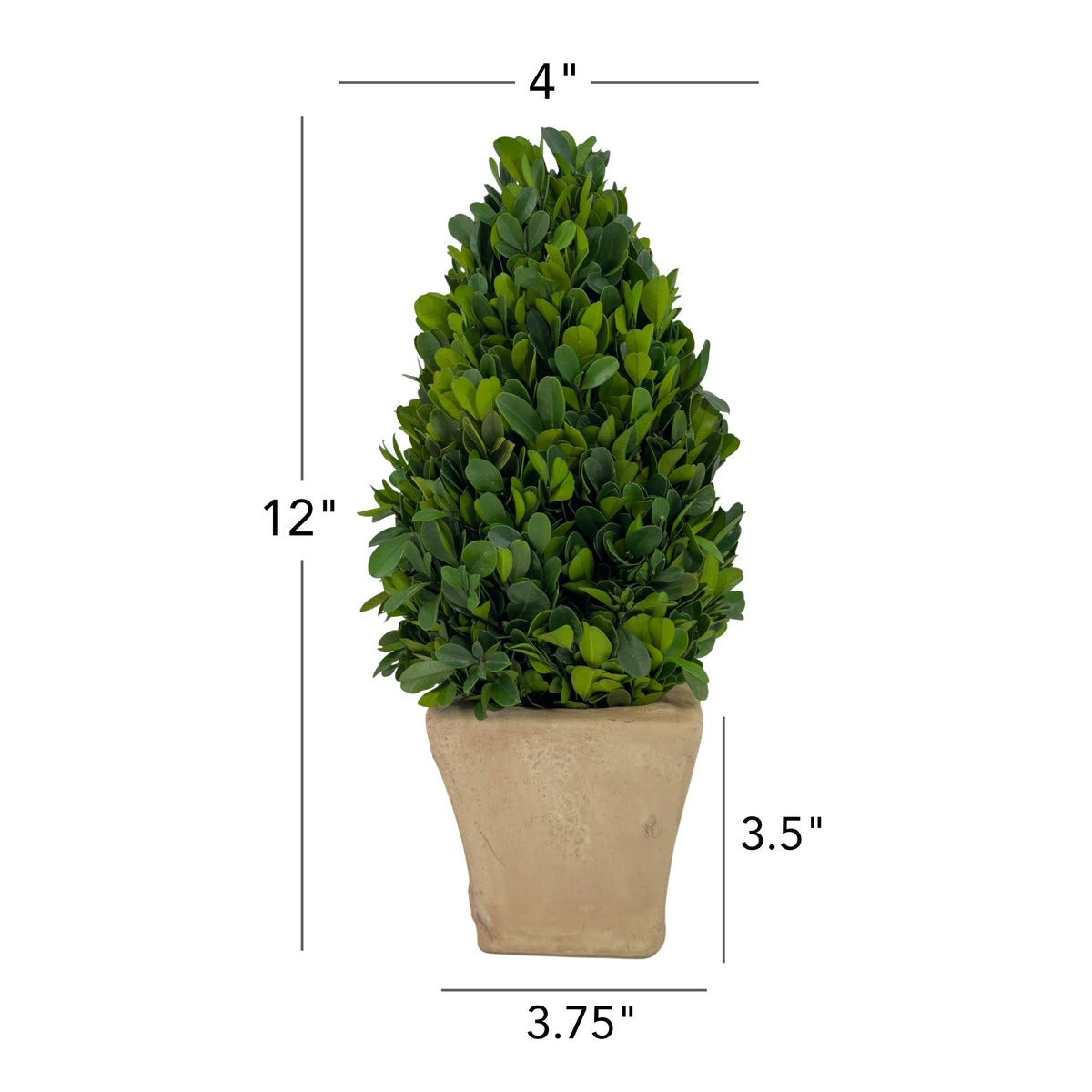 12" Preserved Cone-shaped Boxwood Topiary