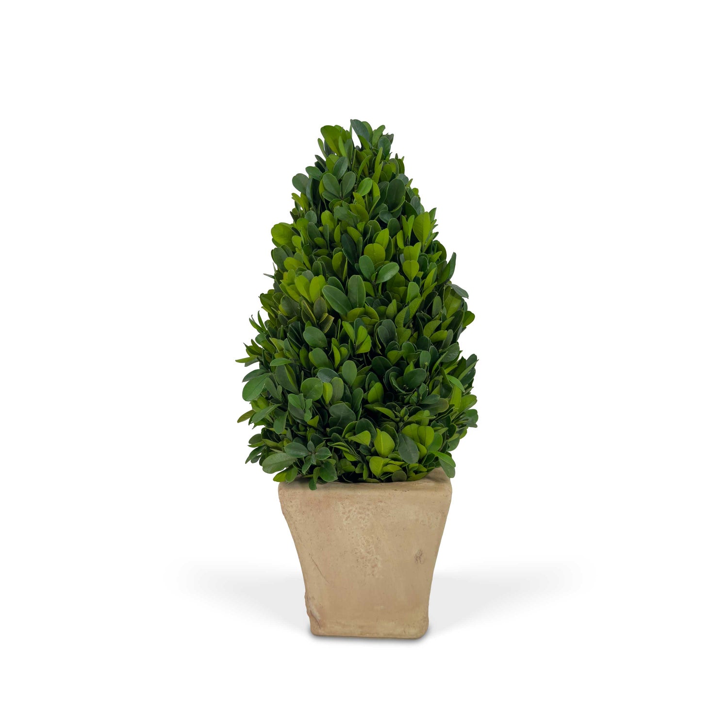 12" Preserved Cone-shaped Boxwood Topiary