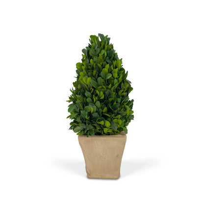 12" Preserved Cone-shaped Boxwood Topiary