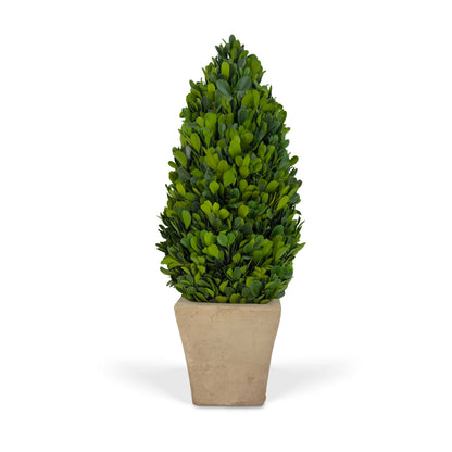 16" Preserved Cone-shaped Boxwood Topiary