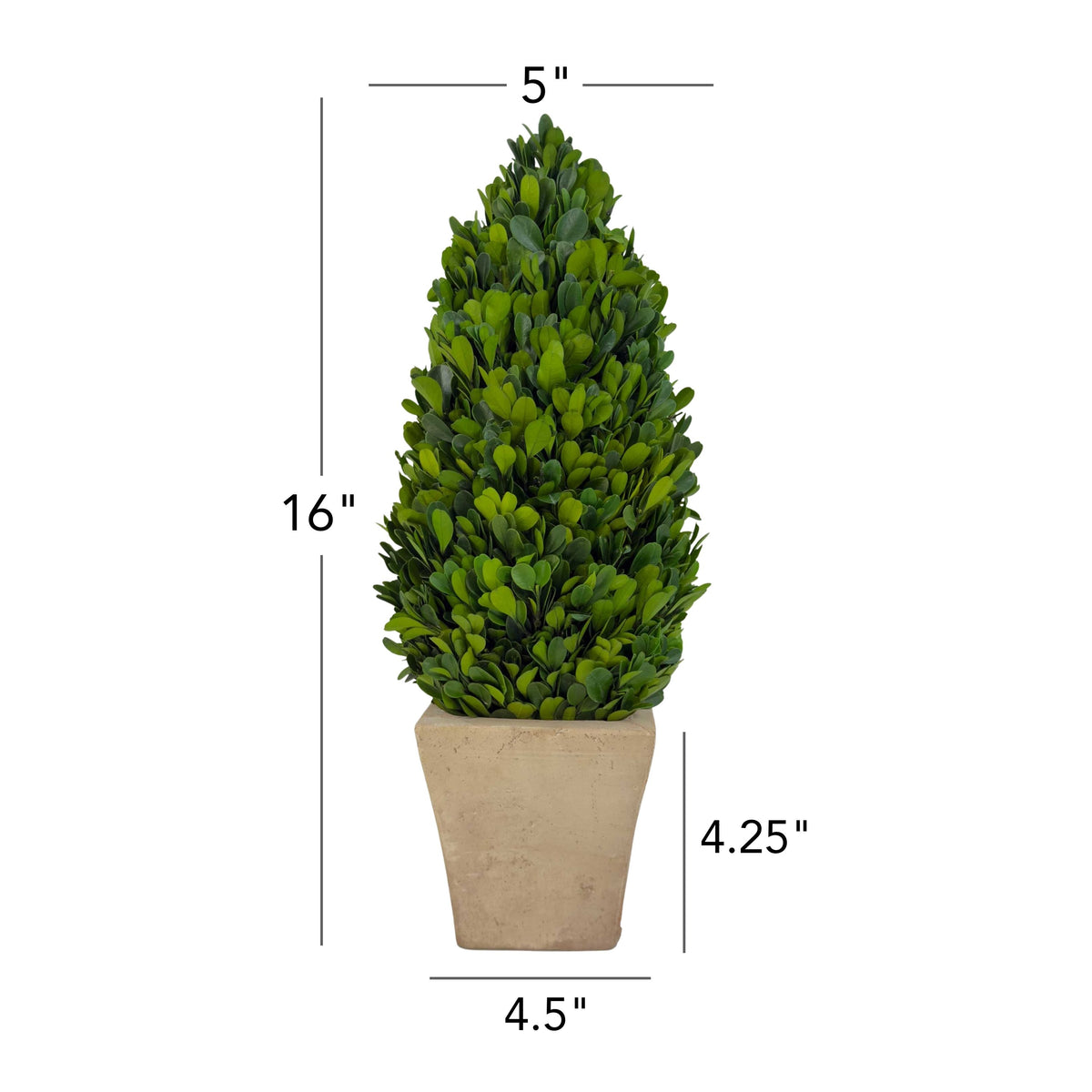 16" Preserved Cone-shaped Boxwood Topiary