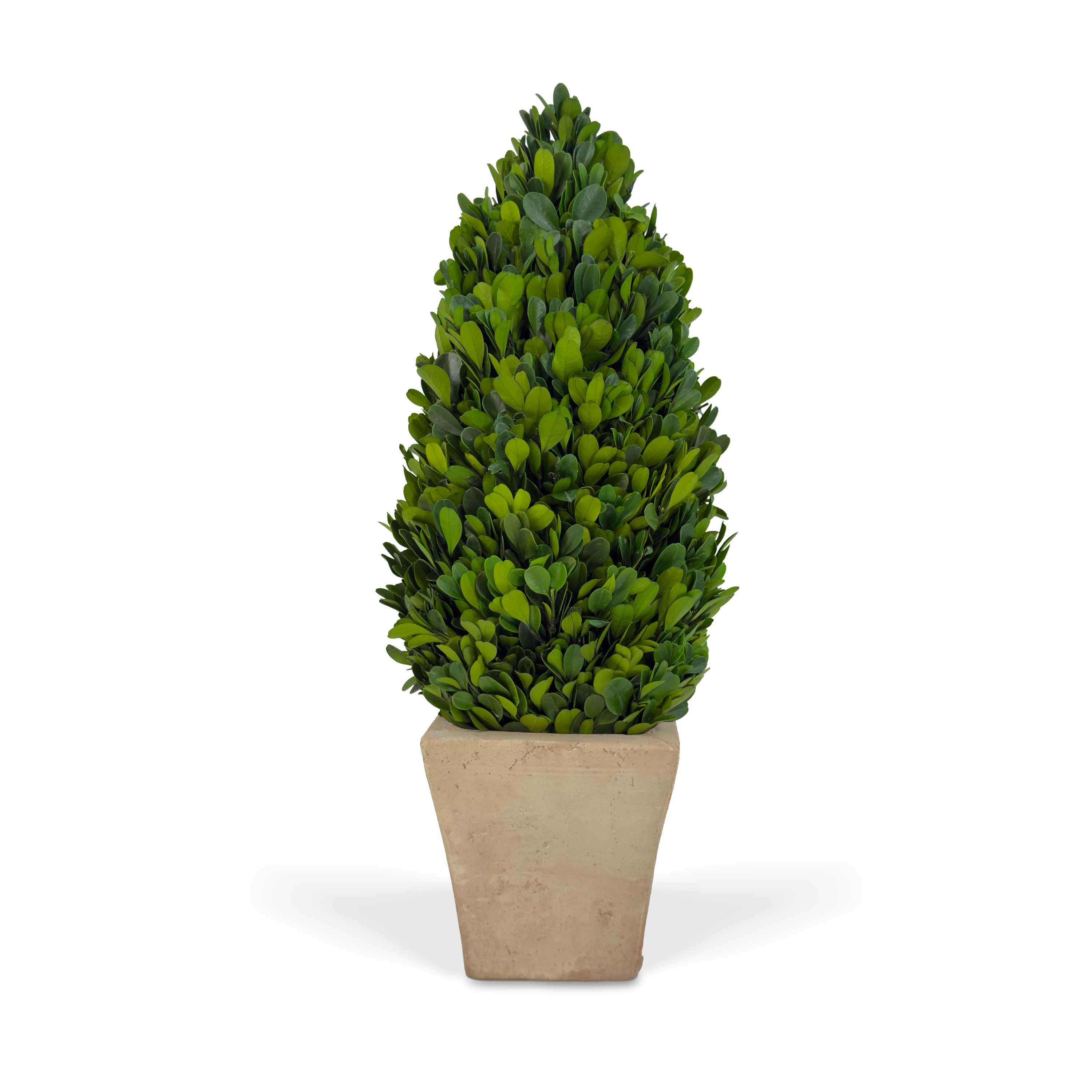 16" Preserved Cone-shaped Boxwood Topiary