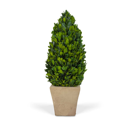 16" Preserved Cone-shaped Boxwood Topiary