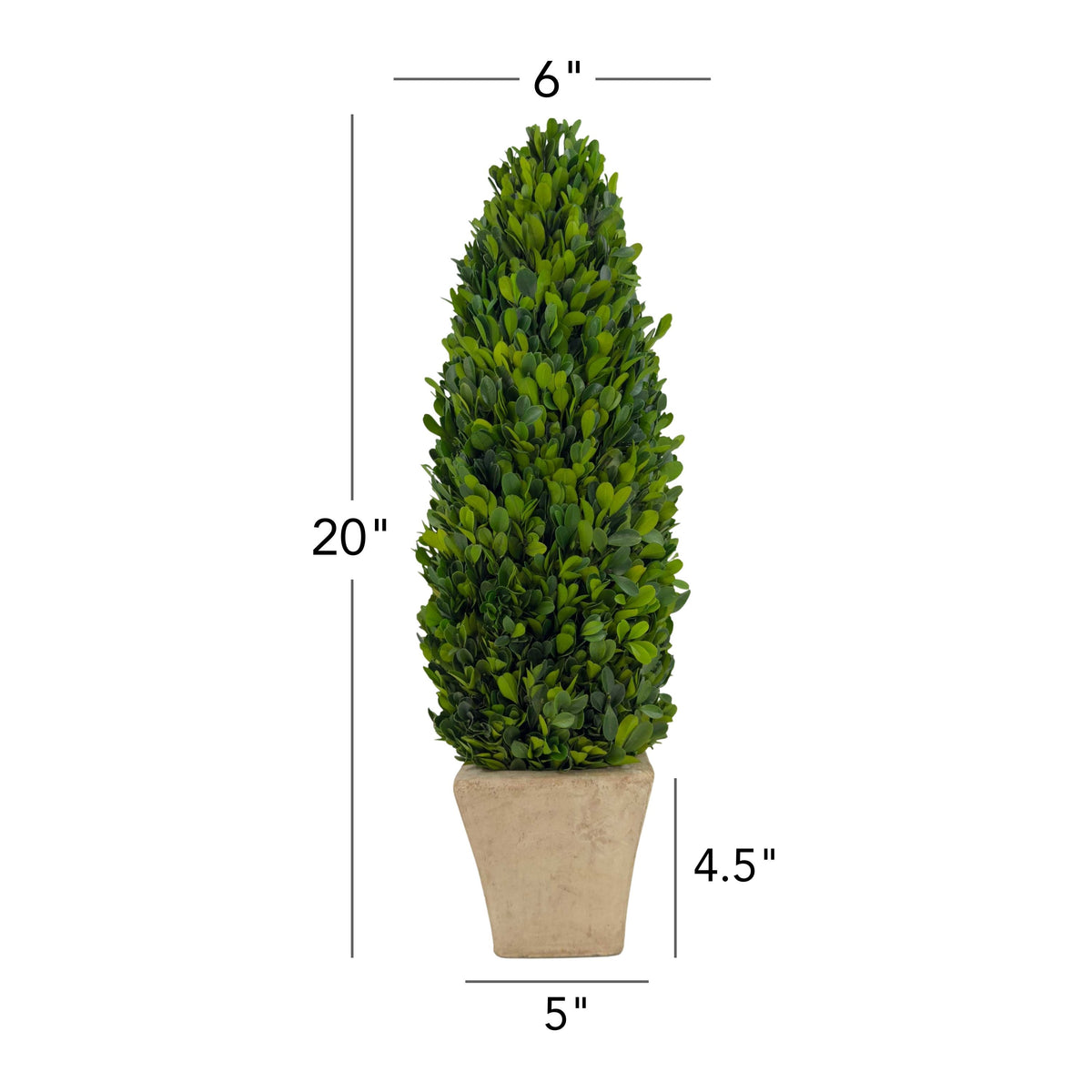 20" Preserved Cone-shaped Boxwood Topiary