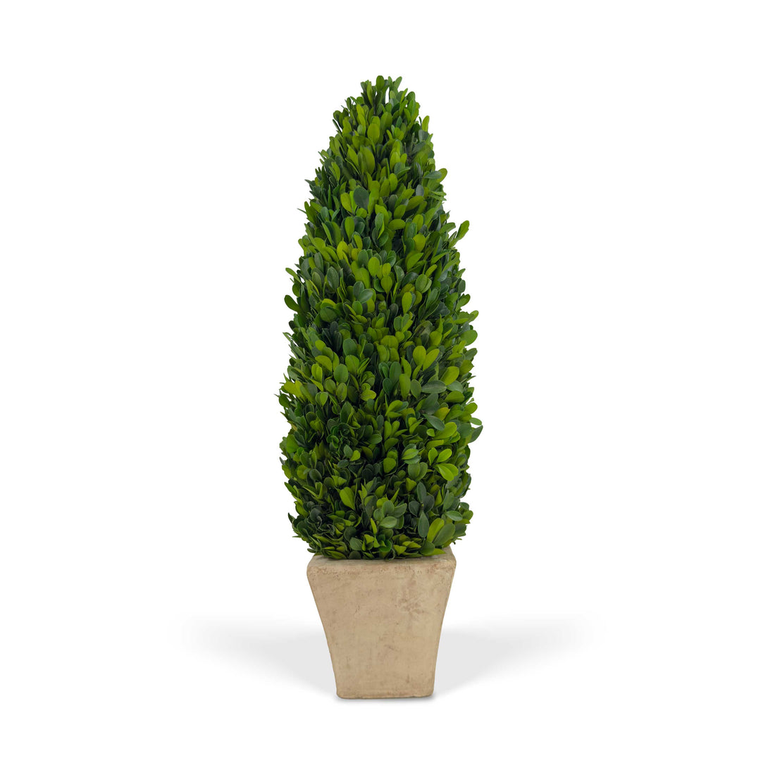 20" Preserved Cone-shaped Boxwood Topiary