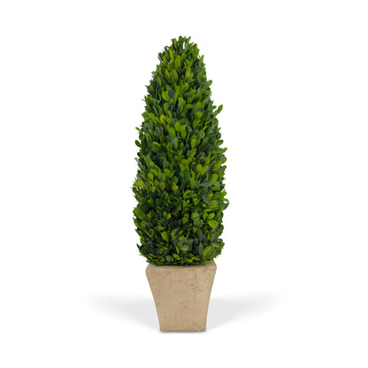 20" Preserved Cone-shaped Boxwood Topiary